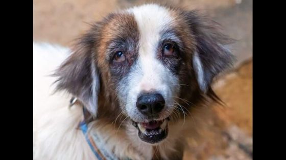 Senior Dog for Adoption – Lilly!