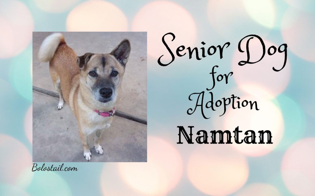 Senior Dog For Adoption- Namtan