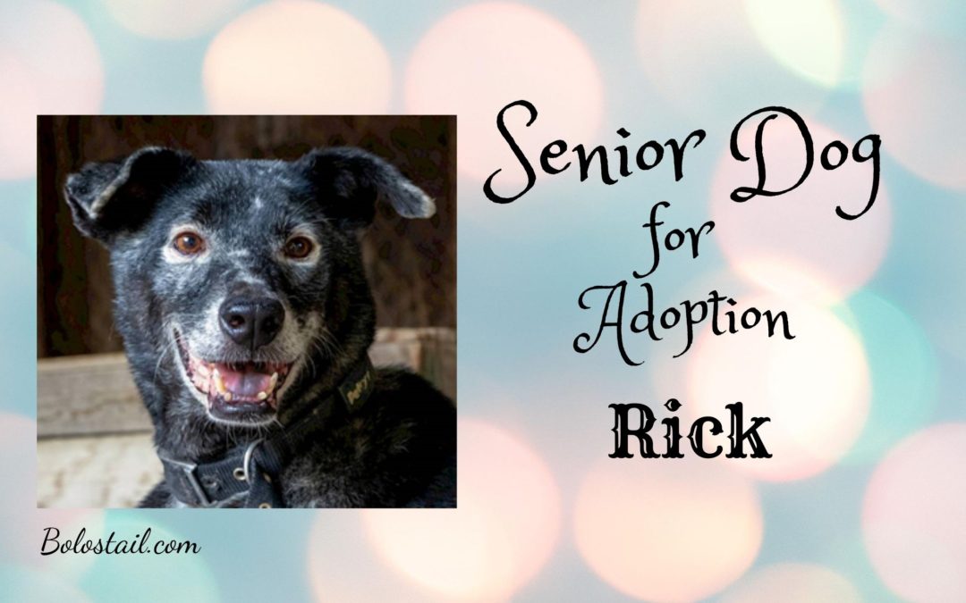Senior Dog For Adoption- Rick
