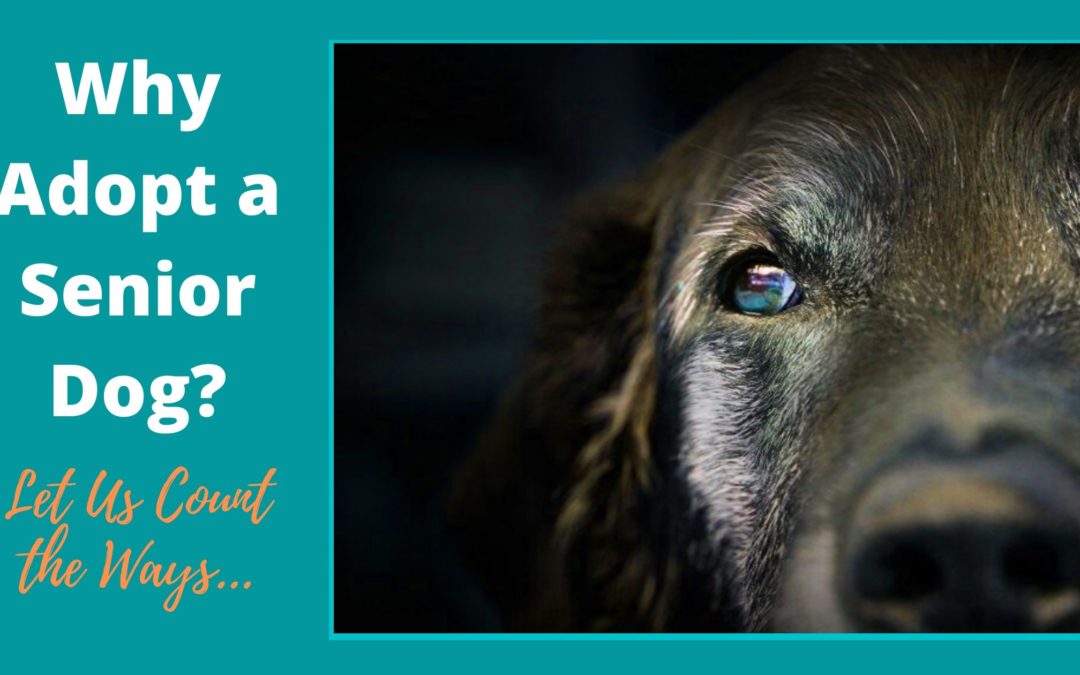 Why Adopt A Senior Dog?- Let Us Count The Ways…
