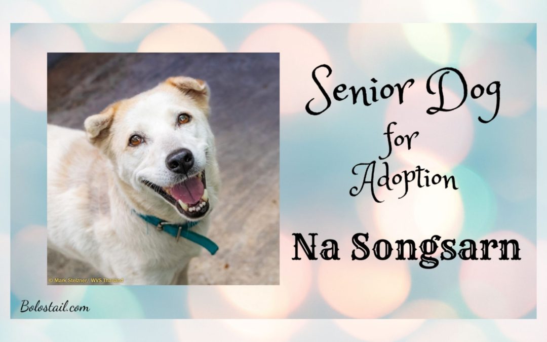 Senior Dog For Adoption- Na Songsarn