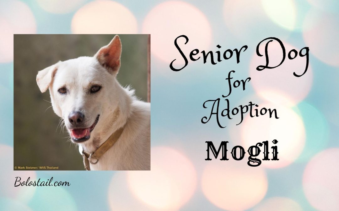 Senior Dog For Adoption- Mogli