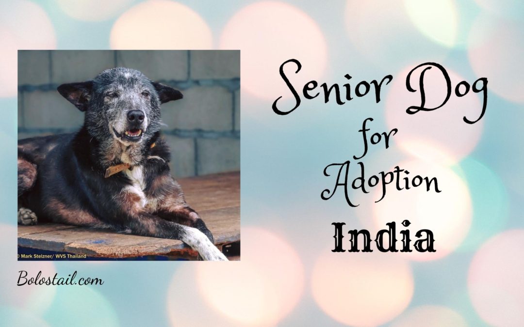 Senior Dog for Adoption – India
