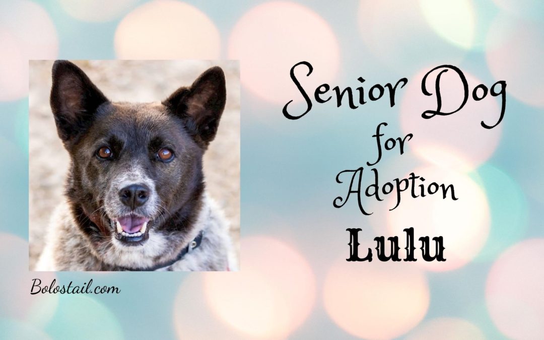 Senior Dog For Adoption- Lulu