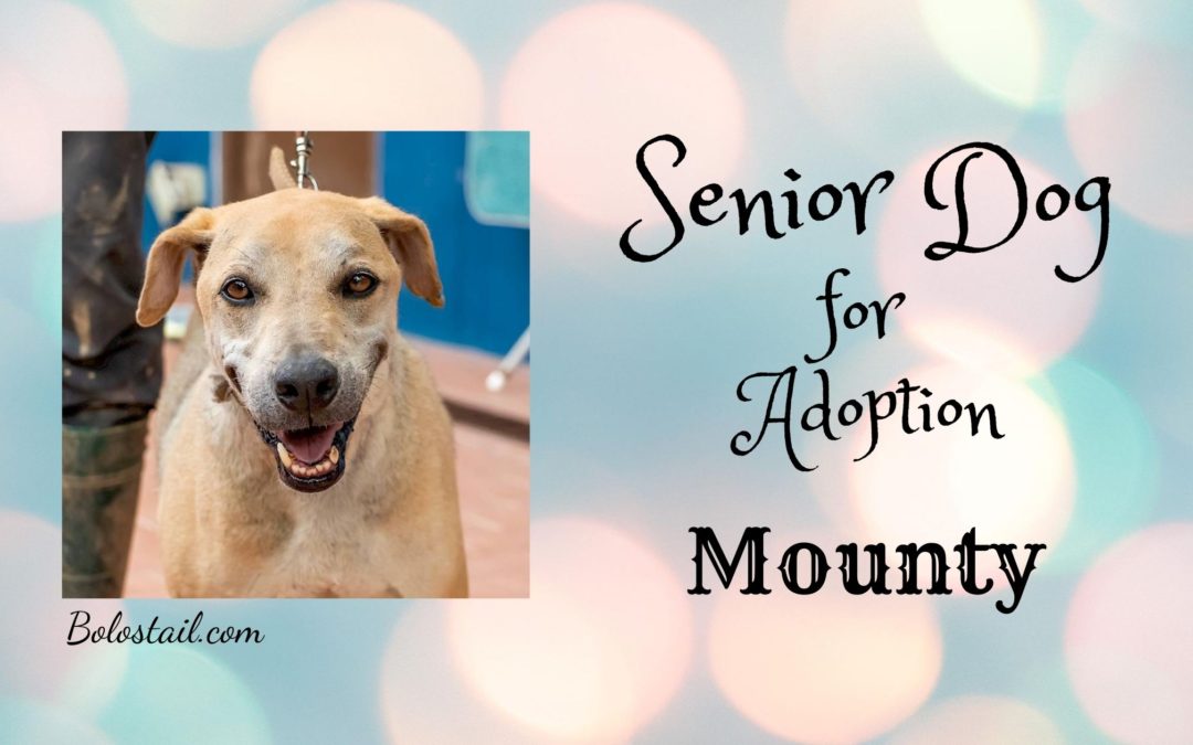 Senior Dog For Adoption- Mounty