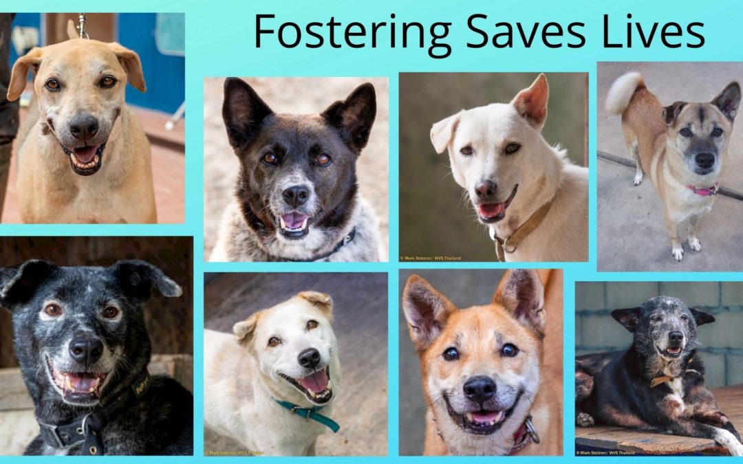 Benefits of Fostering a Senior Dog