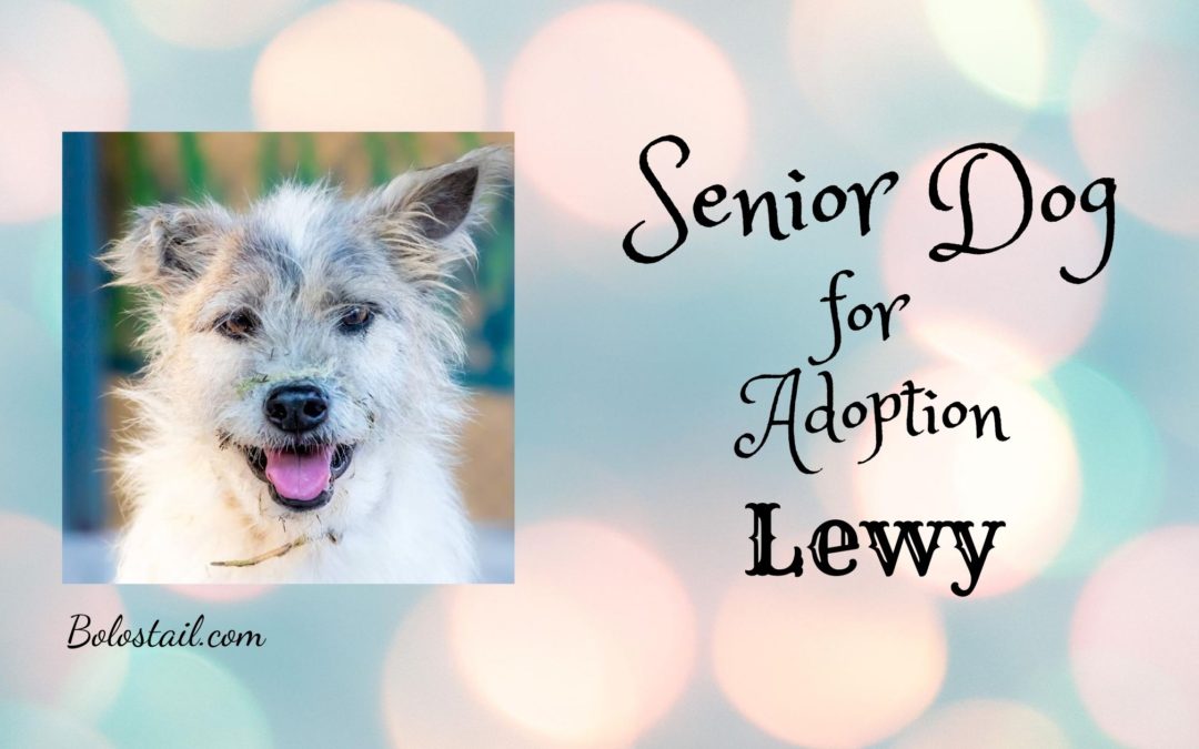 Senior Dog for Adoption – Lewy