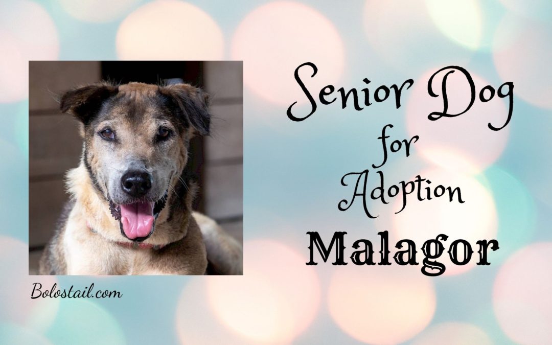 Senior Dog for Adoption – Malagor