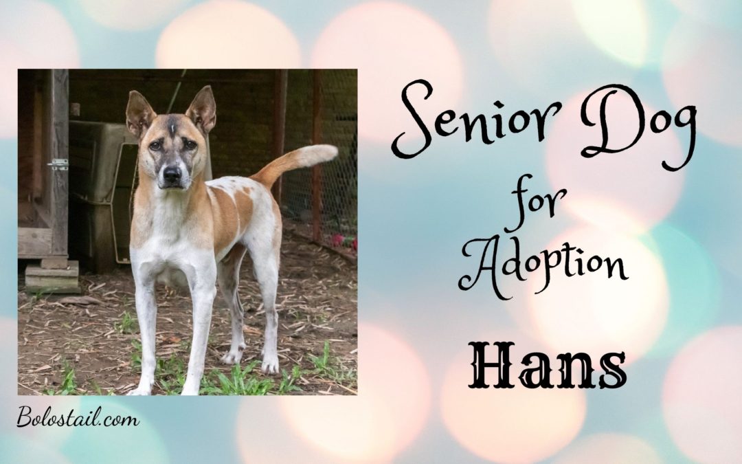 Senior Dog for Adoption – Hans