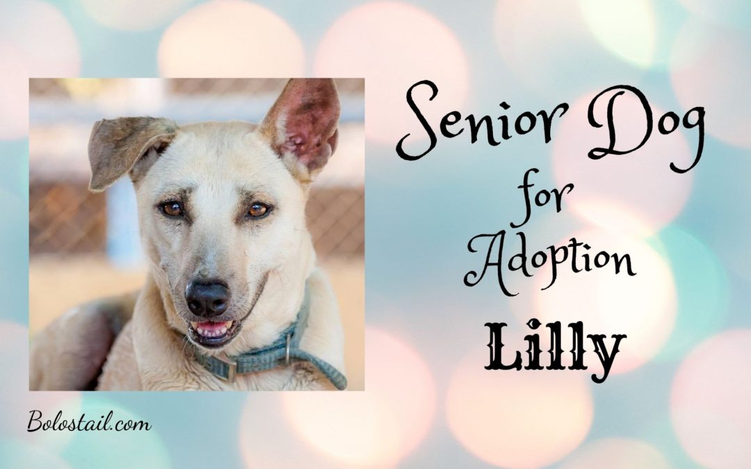 Senior Dog for Adoption – Lilly