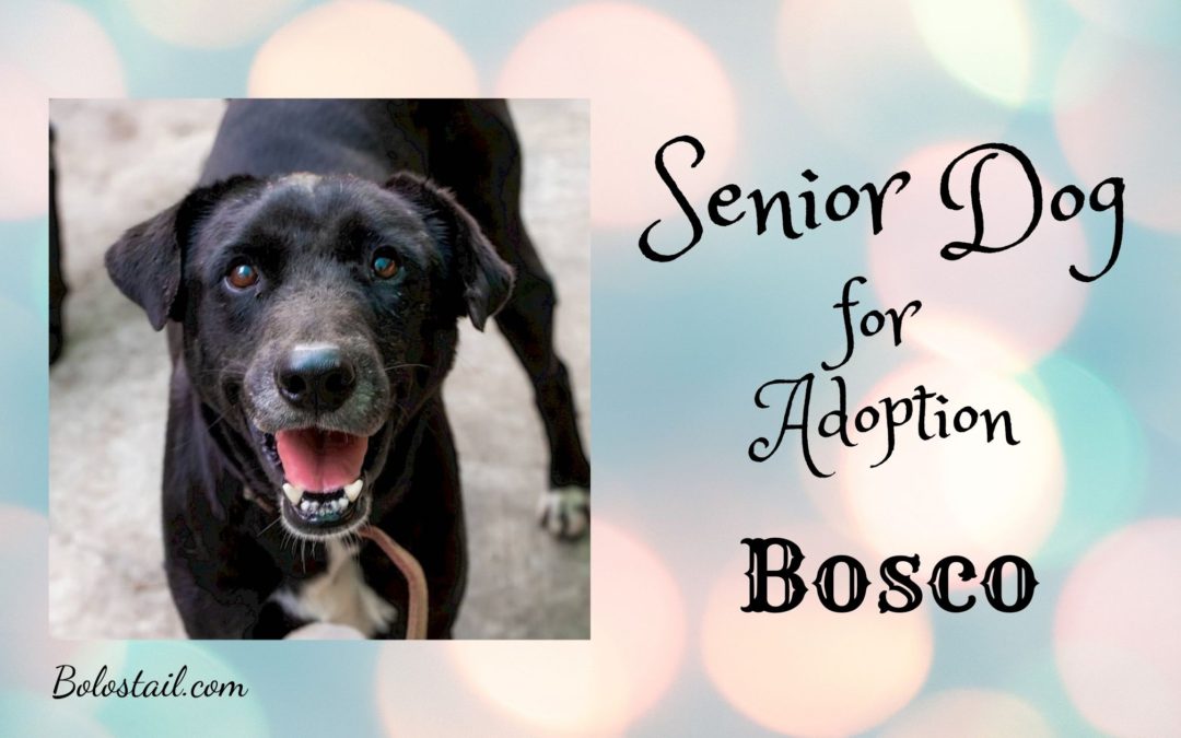 Senior Dog for Adoption – Bosco