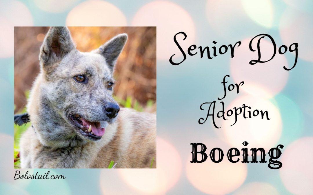 Senior Dog for Adoption – Boeing