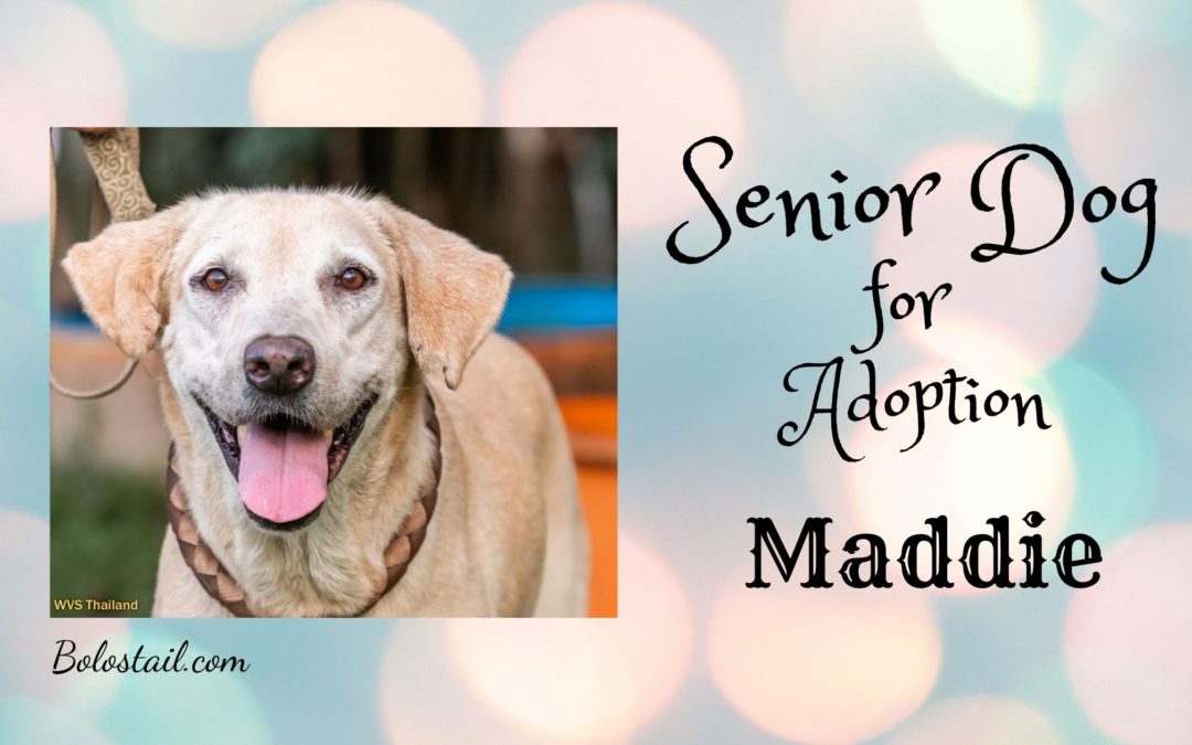 Senior Dog for Adoption – Maddie