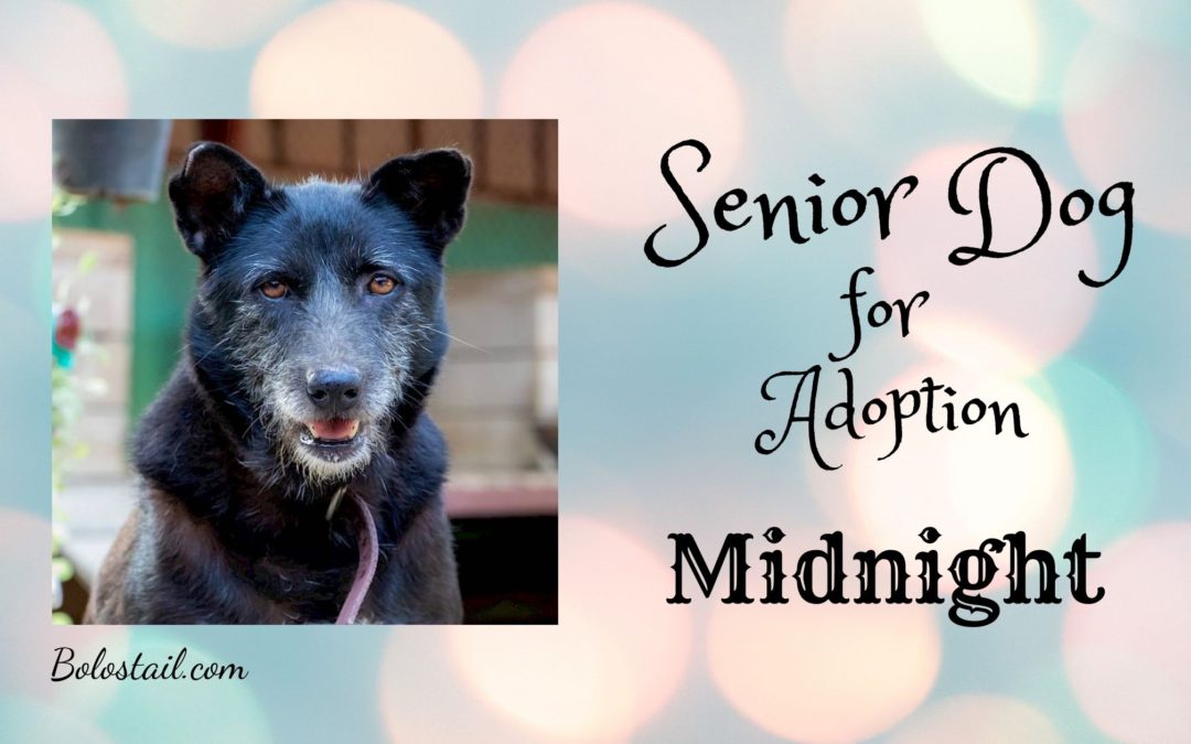 Senior Dog of The Week – Midnight