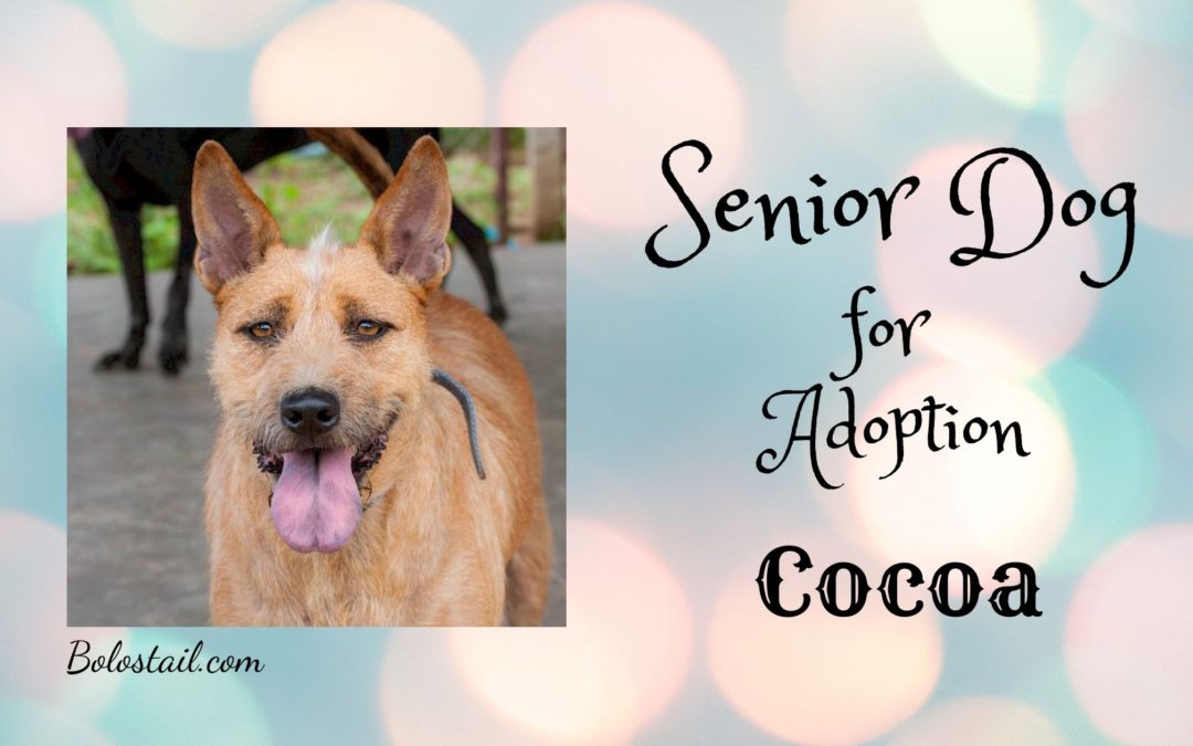 Senior Dog for Adoption – Cocoa
