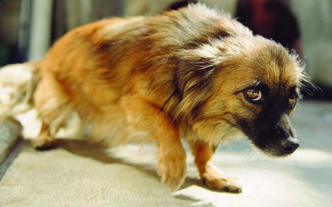 How to Approach a Fearful, Aggressive or Timid Dog