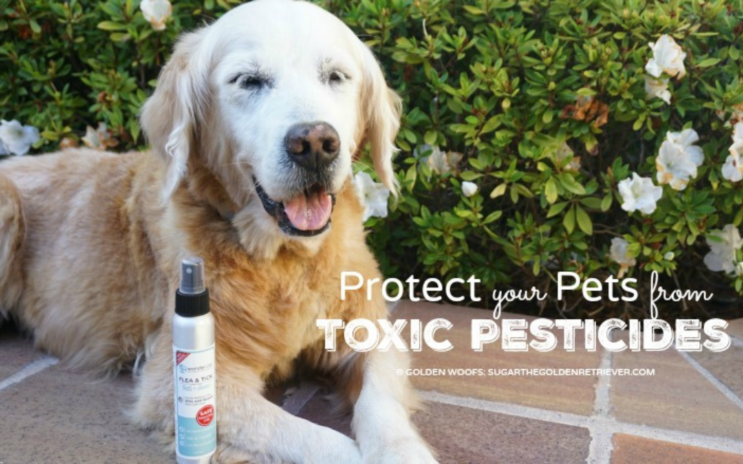 Beware of Chemicals with Pets in Your Home