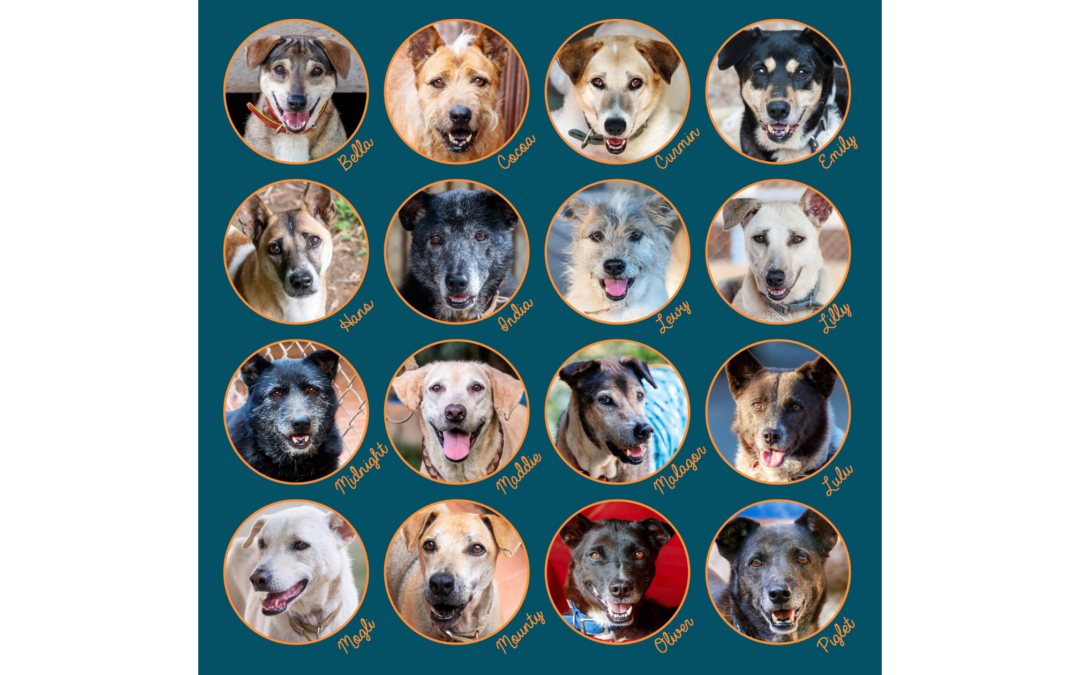 Senior Dogs for Adoption at Care for Dogs – WVS